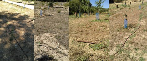 ColladoVillalba-ParquesYJardines_Romacalderas201708(Riego1)