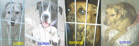 AytoCV-ServRecAnim_LoboDuniaThysonGypsy